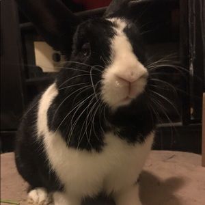 Meet your Posher, Jorell